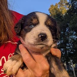 Dolly - Black tri-color female Australian Shepherd puppy in Almo, Kentucky from Riley's Paw Pals