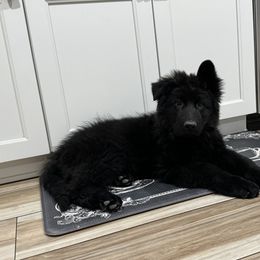 Lobo - Black seal German Shepherd puppy in Rio Rancho, New Mexico from Canis Empire GSD