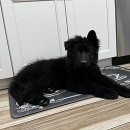 Lobo - Black seal German Shepherd puppy in Rio Rancho, New Mexico from Canis Empire GSD