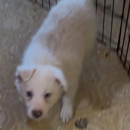 M2 - White and gold male Border Collie puppy in Meridian, Mississippi from Border Hollow Border Collies