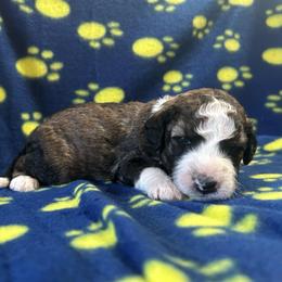 Mocha - Brown and white male Aussiedoodle puppy in Nottingham, Pennsylvania from Nottingham Aussiedoodles