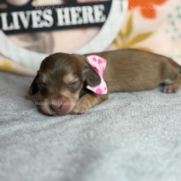 Turtle Dove - Chocolate female Dachshund puppy in Washington from Beautiful Doxies