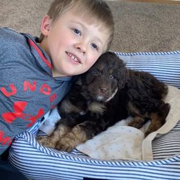 Aussiedoodle and Australian Shepherd Puppies from Homestead Aussies & Doodles