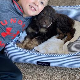 Aussiedoodle and Australian Shepherd Puppies from Homestead Aussies & Doodles