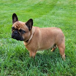 Lady - French Bulldog