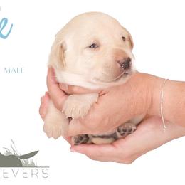 Labrador Retriever Puppies from AGL Retrievers