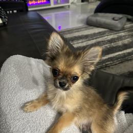 Chihuahua and Maltese Puppies from Happy Petit Paws