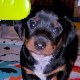 Boss - Black and tan Dachshund puppy in Phoenix, Arizona from AZ's Prestigious Minature Dachshunds