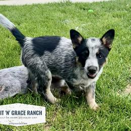 Australian Cattle Dog Puppies from Grit ‘n’ Grace Ranch