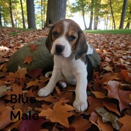 Airhead - White black and tan male Beagle puppy in Springville, Pennsylvania from Tracker Sky Beagles