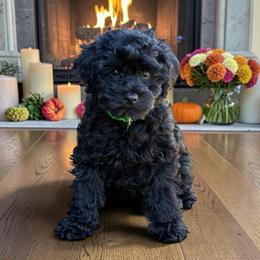 Georgia's Green Boy - Black male Cavapoo puppy in Lavon, Texas from Magnolia Prairie Doodles
