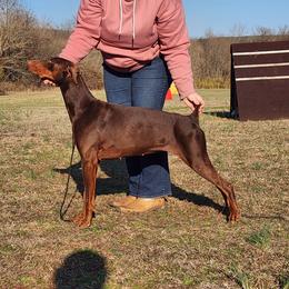 Alabama - Red and rust female Doberman Pinscher puppy in Clinton, Arkansas from Shakarri Irish Setters
