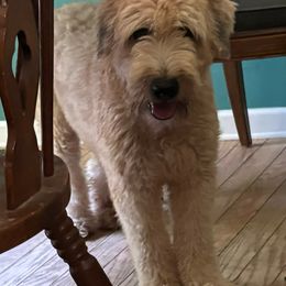 Diana - Soft Coated Wheaten Terrier