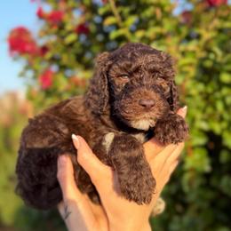 Sunny - Brown male Poodle puppy in Midwest City, Oklahoma from Strawberry Hill Puppy Patch
