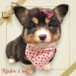 Robin - Black and white female American Corgi puppy in Mansfield, Ohio from Moonrise corgis