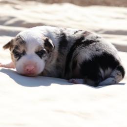 Mendelssohn - White and blue merle female Border Collie puppy in Bronson, Florida from Sandhill Ranch Border Collies