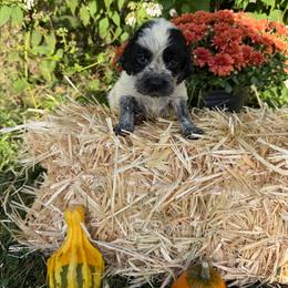 Johnny - Black and white male English Springer Spaniel puppy in Madison, Indiana from McCollough's Pawsome Spaniels and Danny's Delightful Dachshunds