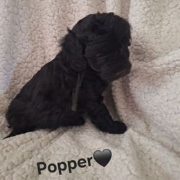 Popper (Black collar) - Black male Goldendoodle puppy in Stevensville, Montana from 3 Willows Doodles