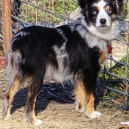 Gemma - Toy Australian Shepherd