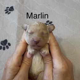 Marlin brown collar - Cream male Whoodle puppy in Pima, Arizona from Schmidt's K9s