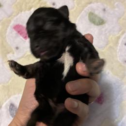 Elizabeth - Black and silver female Miniature Schnauzer puppy in Hedgesville, West Virginia from Clay Hill Kennels