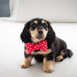 Hershey - Black and cream male Dachshund puppy in South Laurel, Maryland from Dainty Cream Doxies