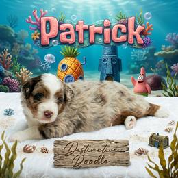 Patrick - Red merle male Aussiedoodle puppy in Kennesaw, Georgia from Distinctive Doodle