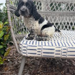 Brown Collar - Blue roan male English Cocker Spaniel puppy in Ohatchee, Alabama from Otter Creek Kennels