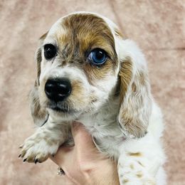Dachshunds, Miniature Australian Shepherds, and Poodles from Happy Puppy Paws