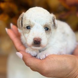 Daffney - White female Poodle puppy in Yuciapa, California from AlltheDoodlez_