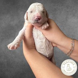 Snickerdoodle - Cream female Labradoodle puppy in Kingman, Arizona from The Dood Ranch