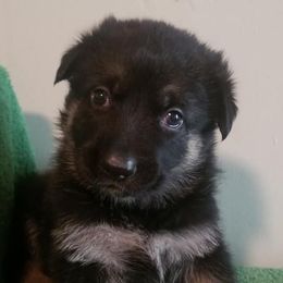 German Shepherds from Heart2Heart Kennels