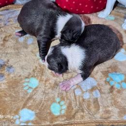 NA - Blue male Boston Terrier puppy in Millers Creek, North Carolina from Tumbling Shoals Hilltop Bostons