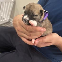 Estrella - Sesame female Shiba Inu puppy in Elizabeth, New Jersey from Shiba Inu Loving Care