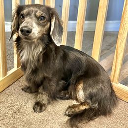 Greta - Dachshund