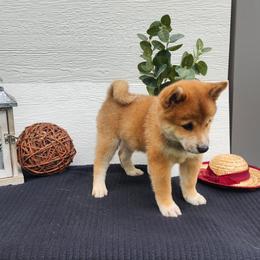 Ty - Sesame male Shiba Inu puppy in Illinois from Precious-Puppies