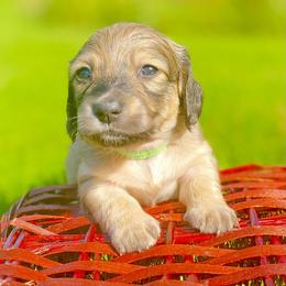 Dachshund Puppies from Northwest Dachshunds