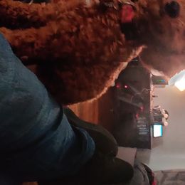 Goldendoodles from Hoosier Mini Doodles