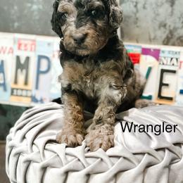 Wrangler - Merle male Goldendoodle puppy in Pasco, Washington from Camp Doodle Woods