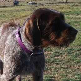 Copper - Wirehaired Pointing Griffon