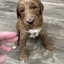 Jessie-orange collar-3 open spots left - Red  female Goldendoodle puppy in Chino Valley, Arizona from Whiskey Row Royals