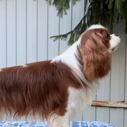 Caramelo - Cavalier King Charles Spaniel