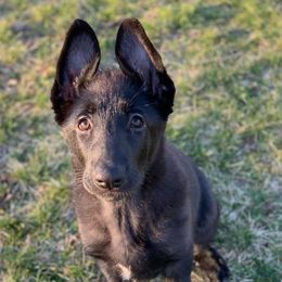 German Shepherd Puppies from Kryptonian & Kynthos German Shepherd Dogs