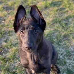 German Shepherd Puppies from Kryptonian & Kynthos German Shepherd Dogs