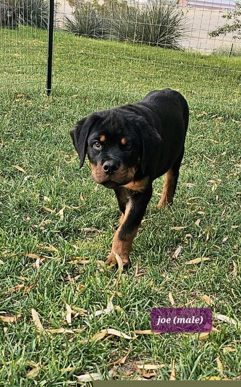 Joe - Rottweiler puppy in Burbank, Washington from Mack Daddy Rottweilers