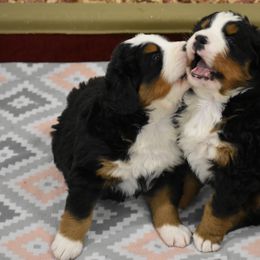 Bernese Mountain Dog Puppies from Brookwood Bernese Mountain Dogs