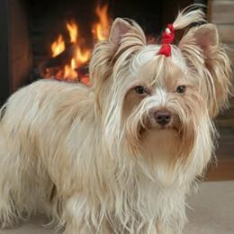 Royce - Yorkshire Terrier