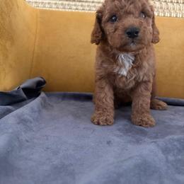 Davi - Red  male Goldendoodle puppy in Davie, Florida from Daviegoldendoodles