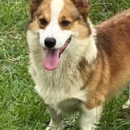 Pembroke Welsh Corgis from TM Livestock & Corgis