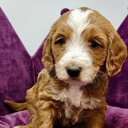 Black Female - Apricot female Goldendoodle puppy in Great Falls, Montana from Montana Goldendoodles